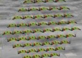 Купольная акробатика /Canopy formation